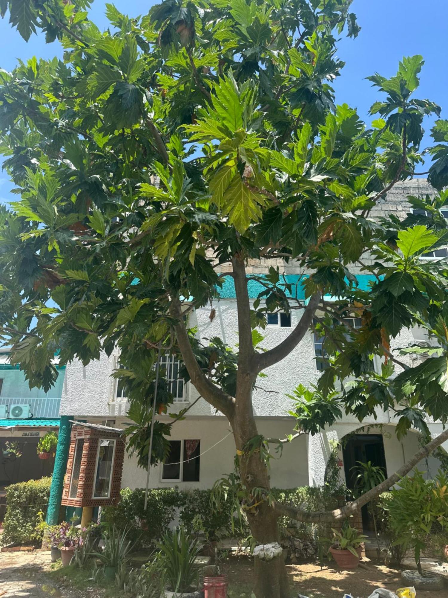 Hosteria Cattleya San Andrés Exteriör bild